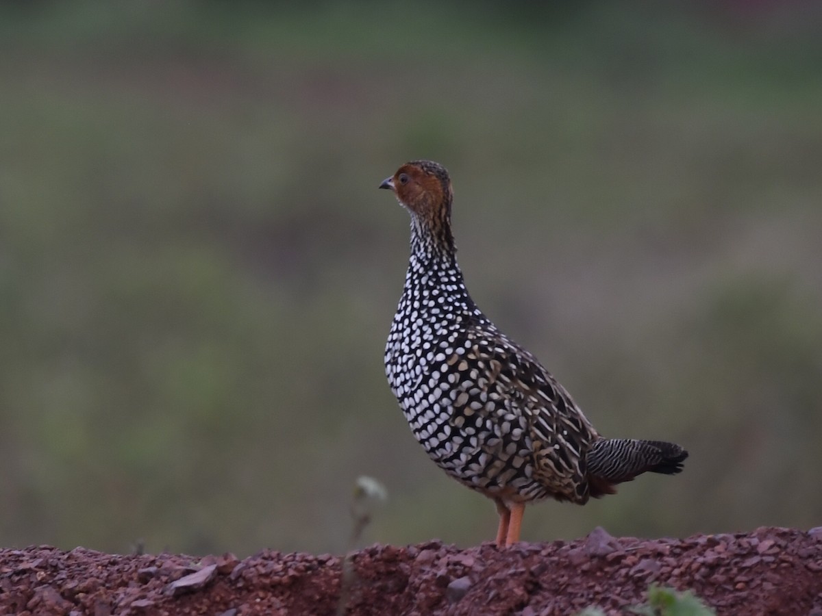 Painted Francolin - ML111601561