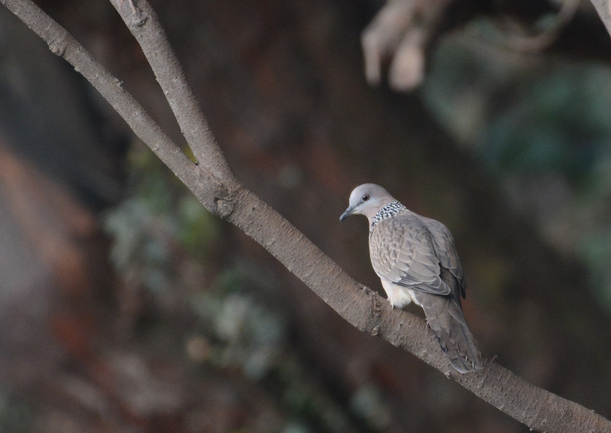 Spotted Dove - ML111601681