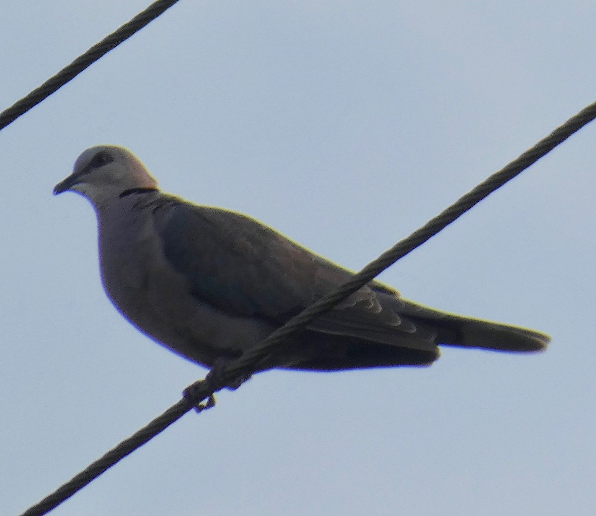 Ring-necked Dove - ML111601991