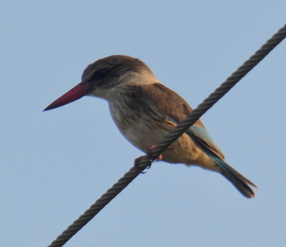 Brown-hooded Kingfisher - ML111602581