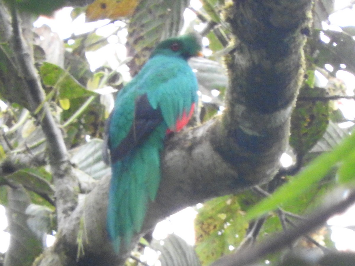Crested Quetzal - Agustin Carrasco