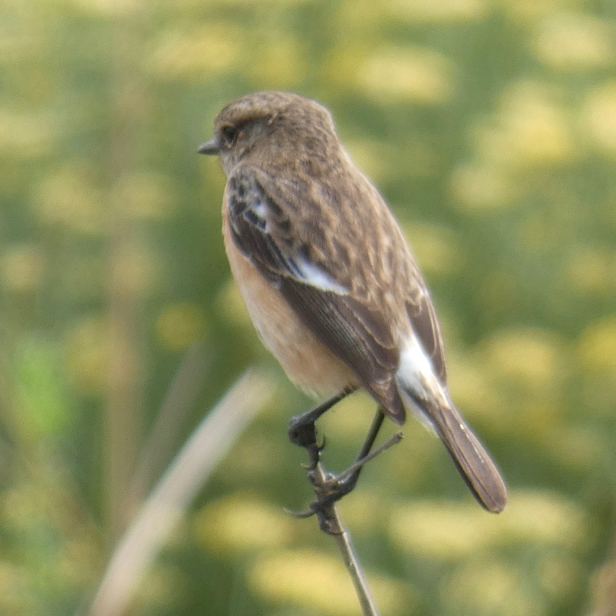 African Stonechat - ML111603221