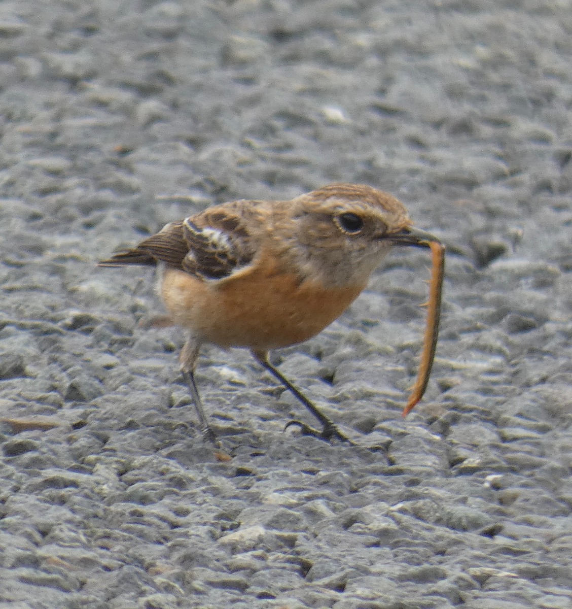 African Stonechat - ML111603231