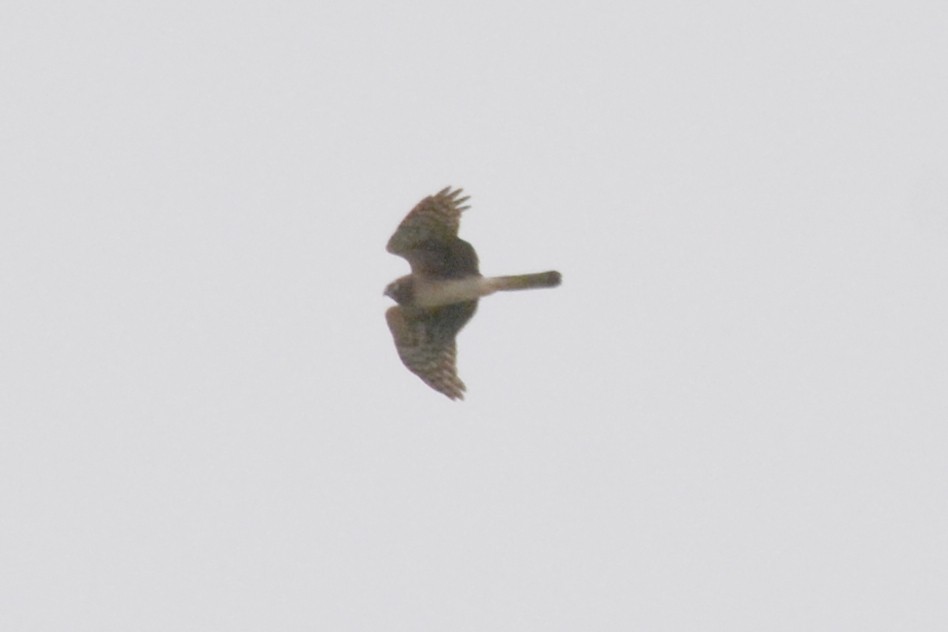 Northern Harrier - Ethan Lai