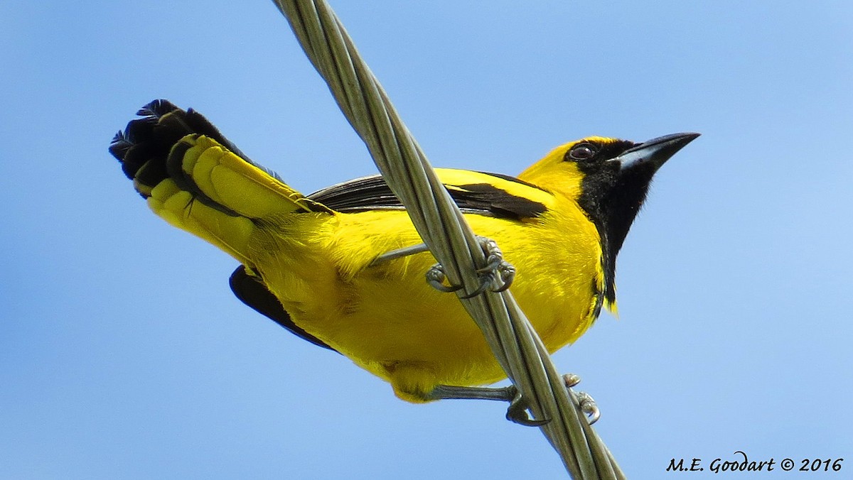 Yellow-tailed Oriole - ML111609731
