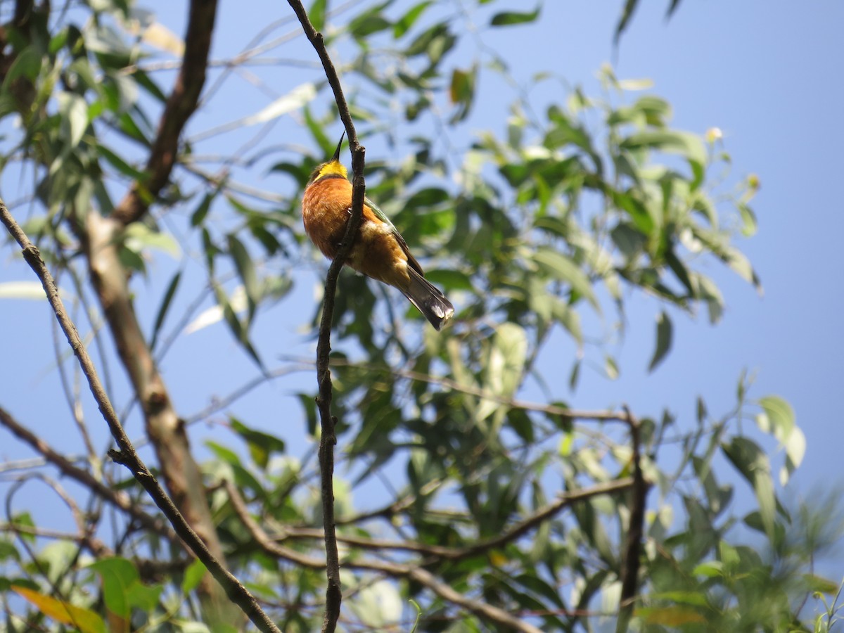 Cinnamon-chested Bee-eater - ML111609921