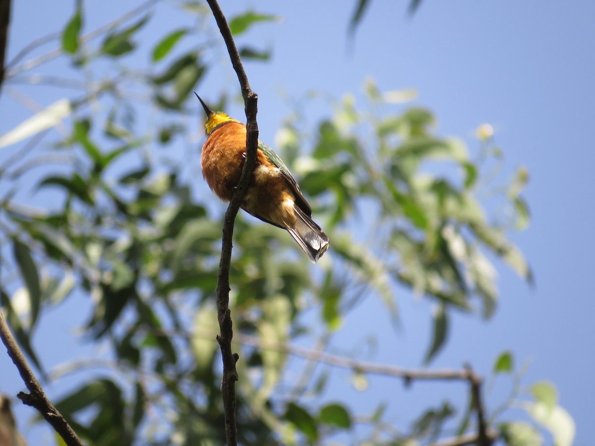 Cinnamon-chested Bee-eater - ML111609931