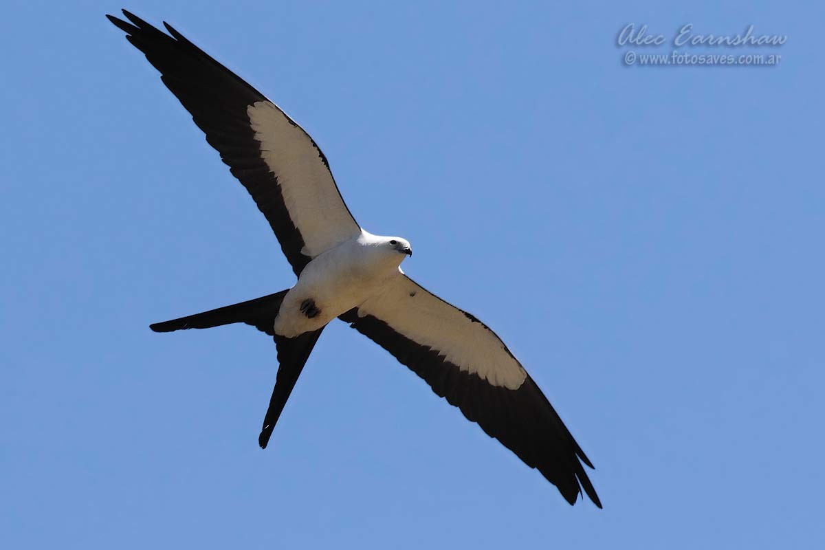 Swallow-tailed Kite - Alec Earnshaw