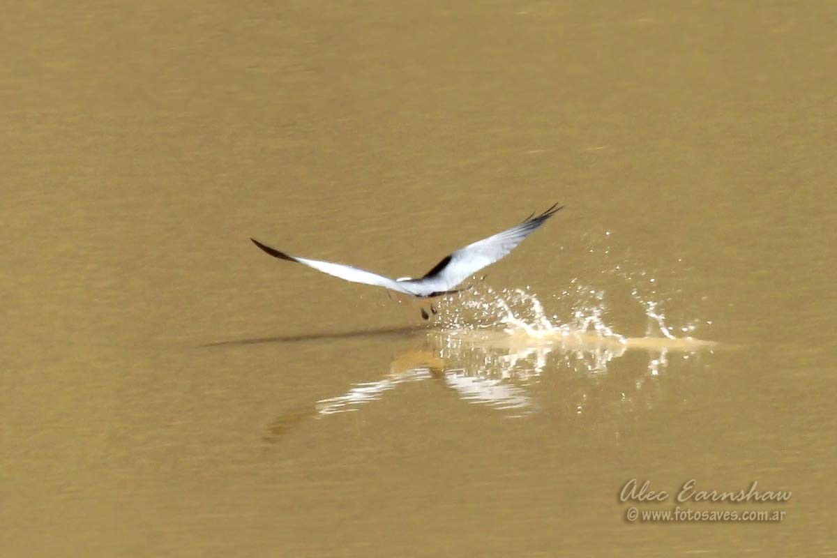 Swallow-tailed Kite - ML111612661