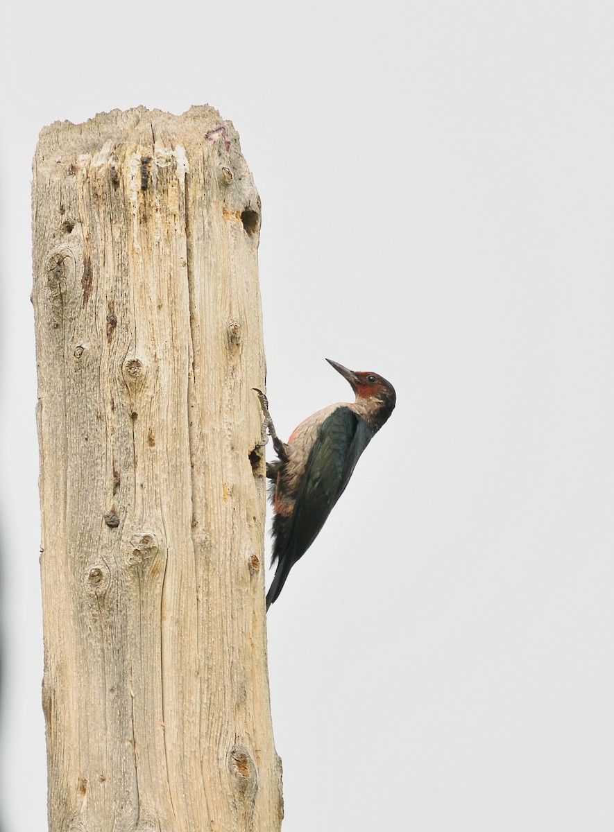 Lewis's Woodpecker - James Fox