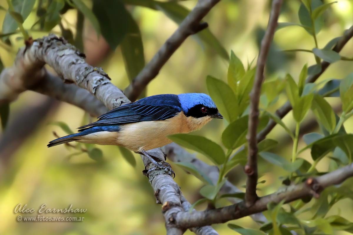 Fawn-breasted Tanager - ML111613701