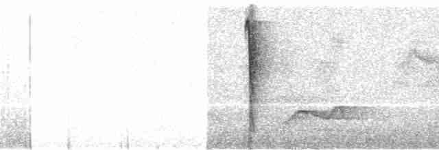 Тимелія-куцохвіст велика (підвид albiventer/pallidior) - ML111615