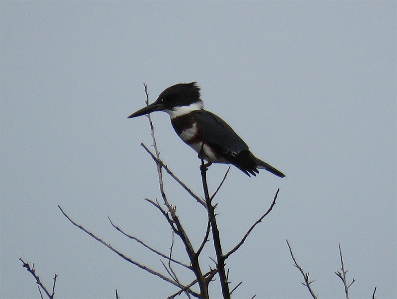 Belted Kingfisher - ML111619101