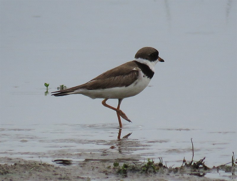 Semipalmated Plover - ML111619371