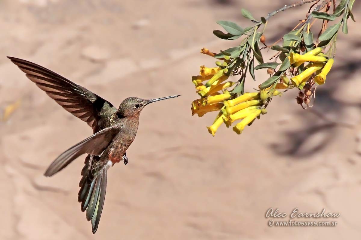 Giant Hummingbird - Alec Earnshaw