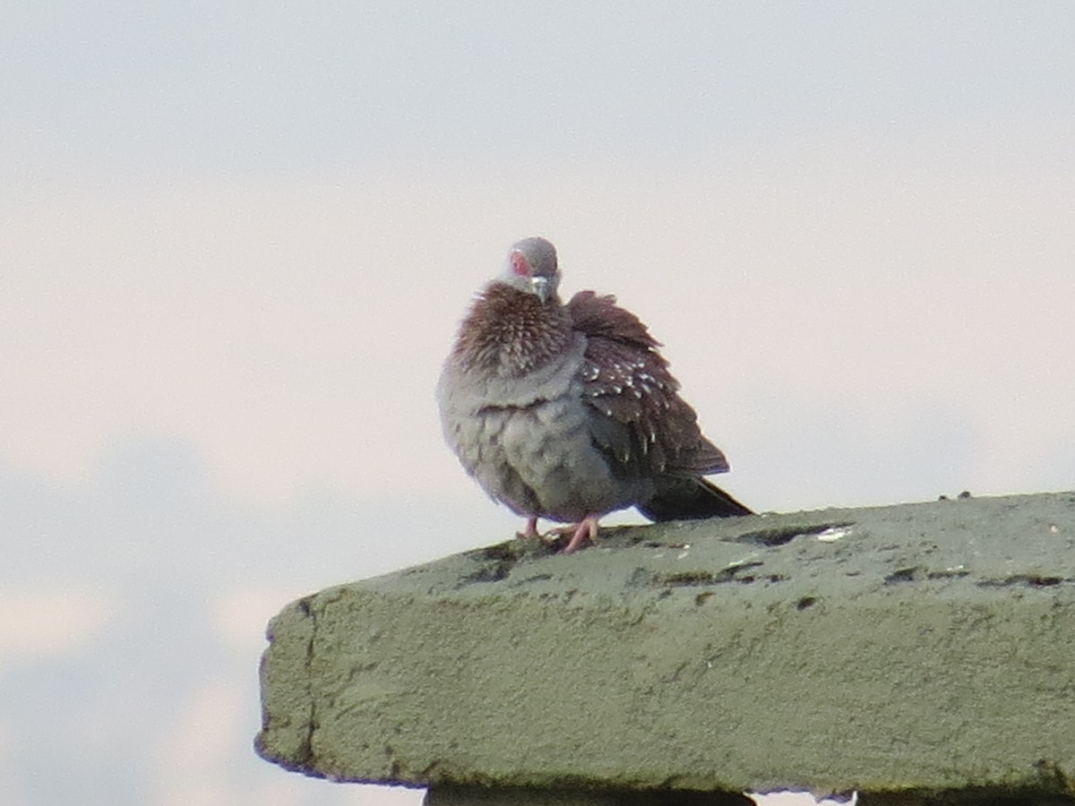 Speckled Pigeon - ML111623861