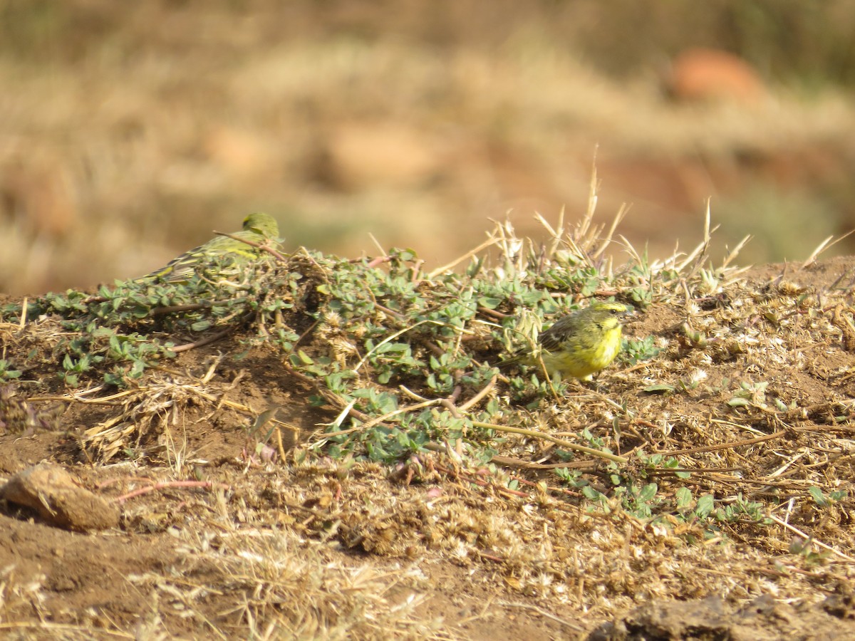 Yellow-fronted Canary - ML111624401