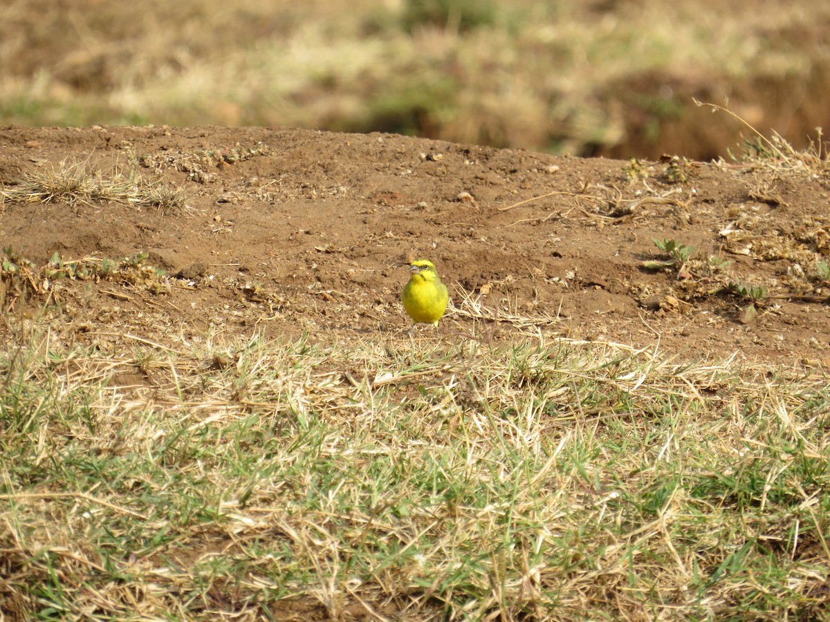 Yellow-fronted Canary - ML111624661