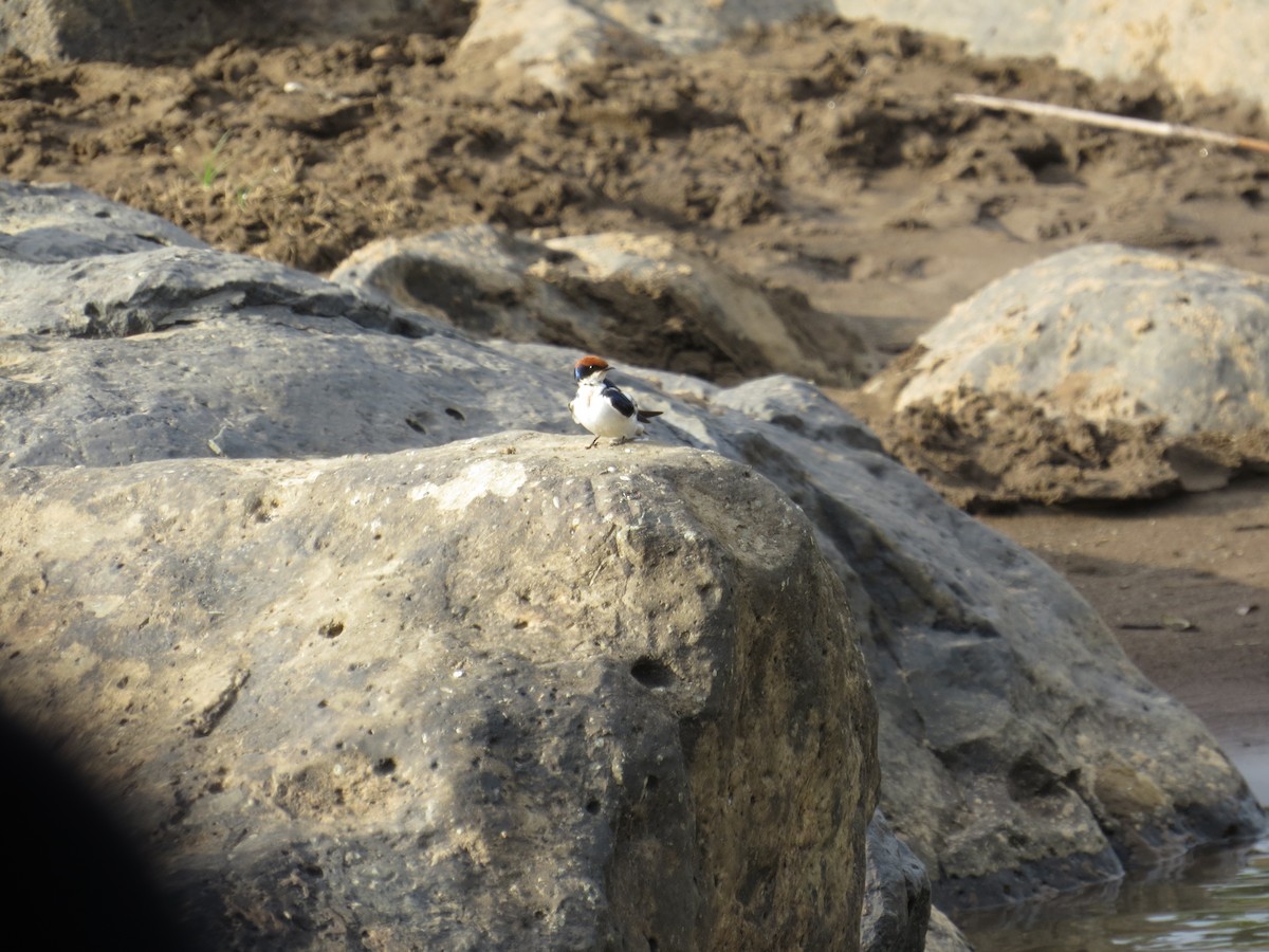 Wire-tailed Swallow - ML111624841
