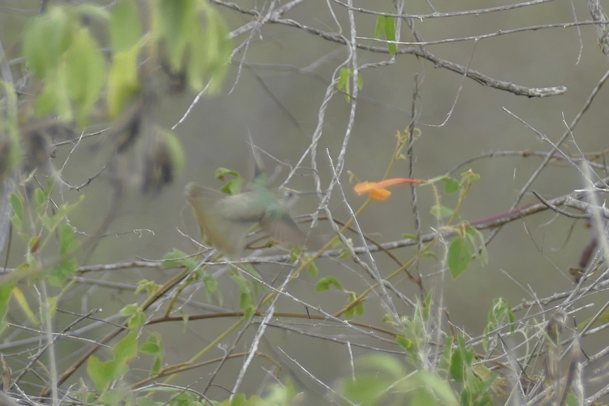 Spot-throated Hummingbird - Peter Kaestner