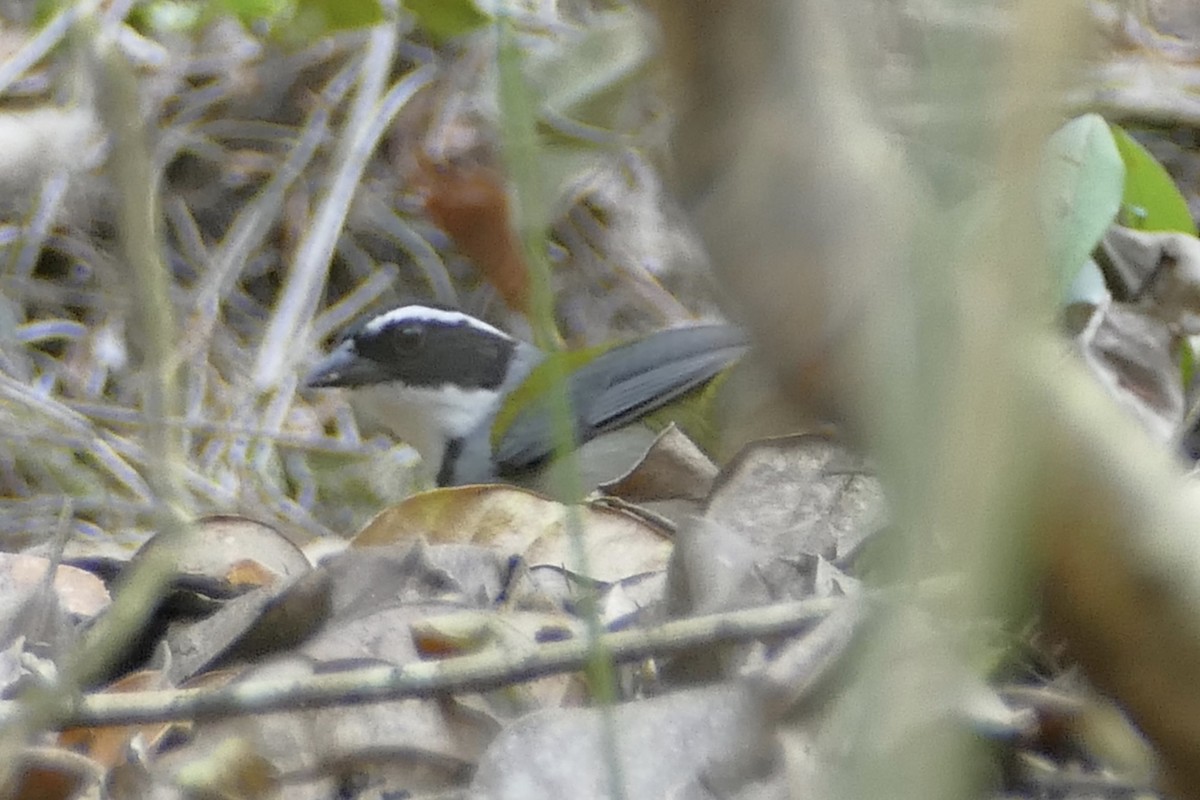 Black-capped Sparrow - Peter Kaestner