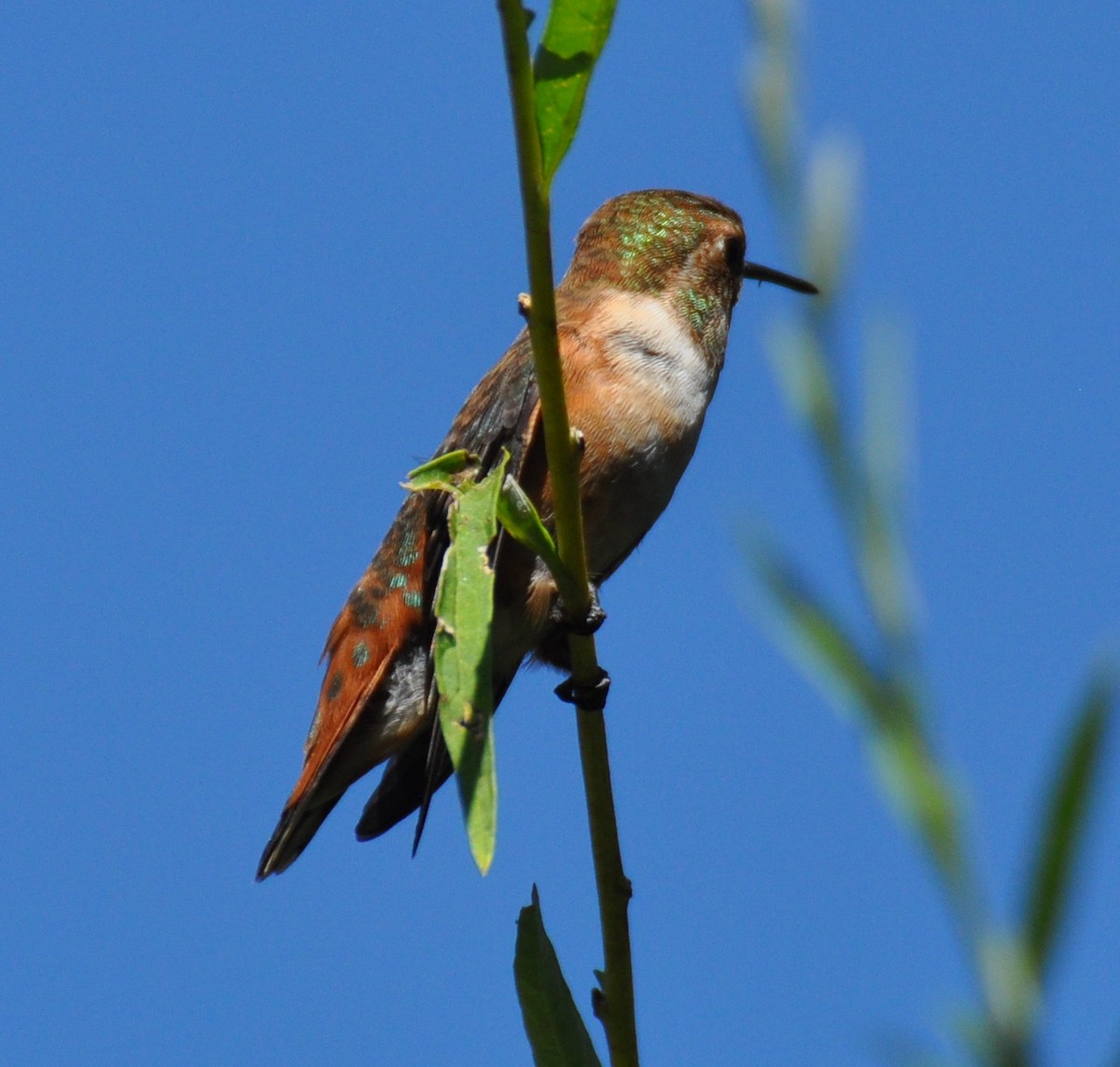 Rufous Hummingbird - ML111626651