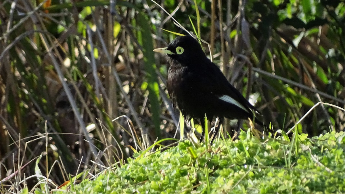 Spectacled Tyrant - ADRIAN GRILLI