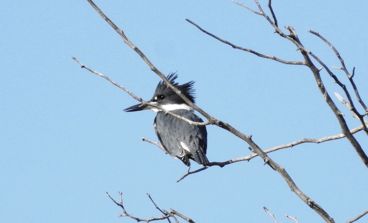 Belted Kingfisher - Mark  Ludwick
