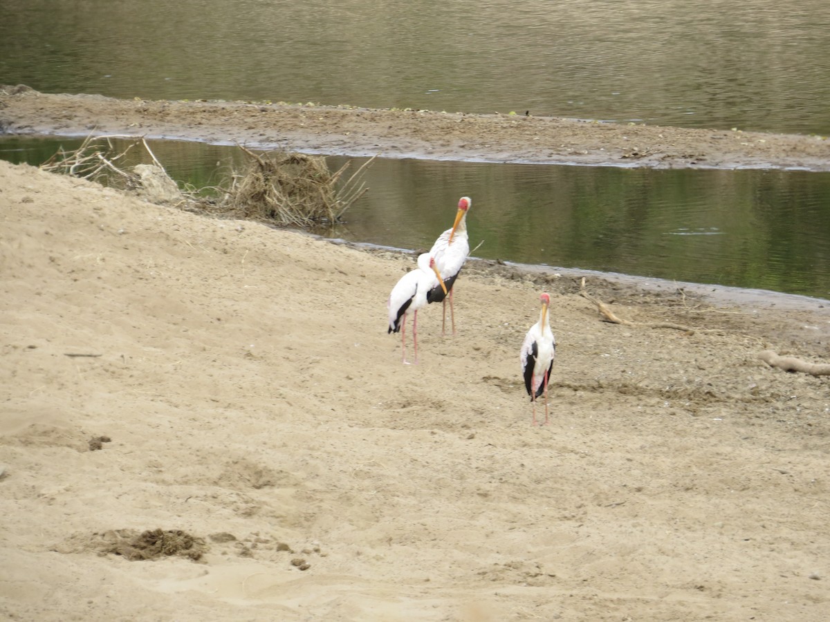 Yellow-billed Stork - Kenneth Bader