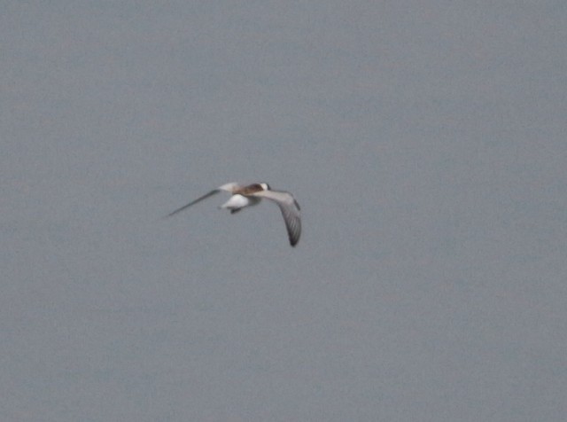 White-winged Tern - José F. Esparcia Urquía