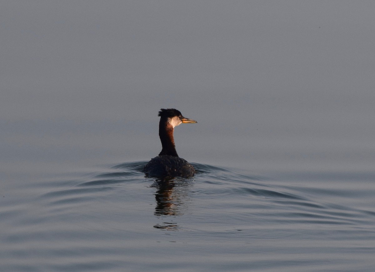 Red-necked Grebe - ML111637711