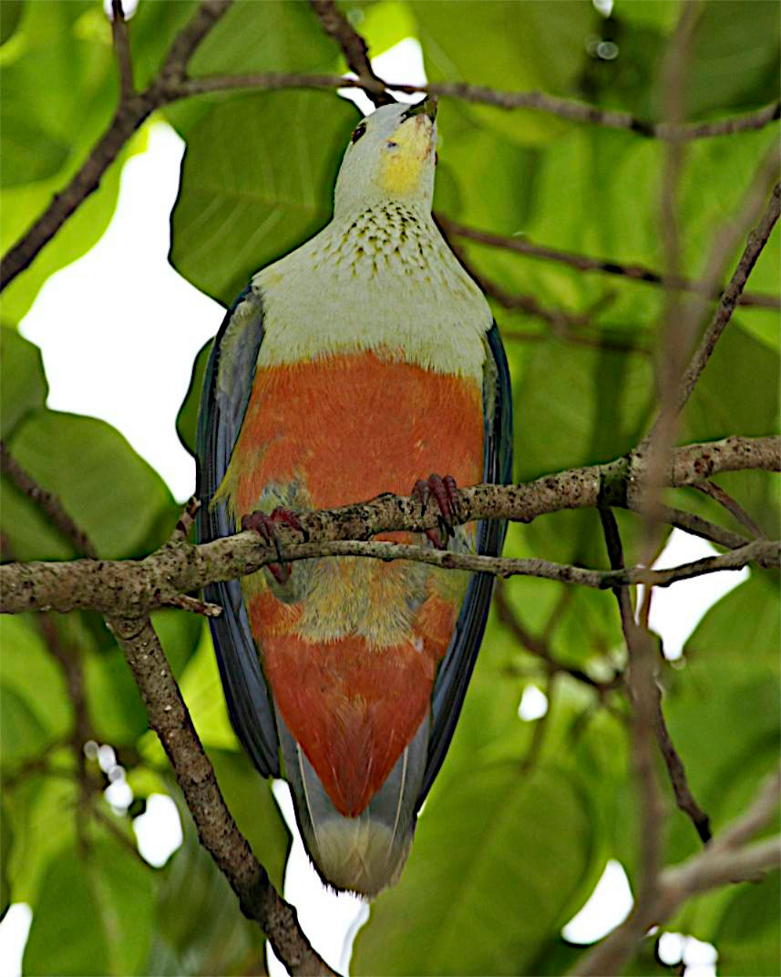 Silver-capped Fruit-Dove - ML111639531