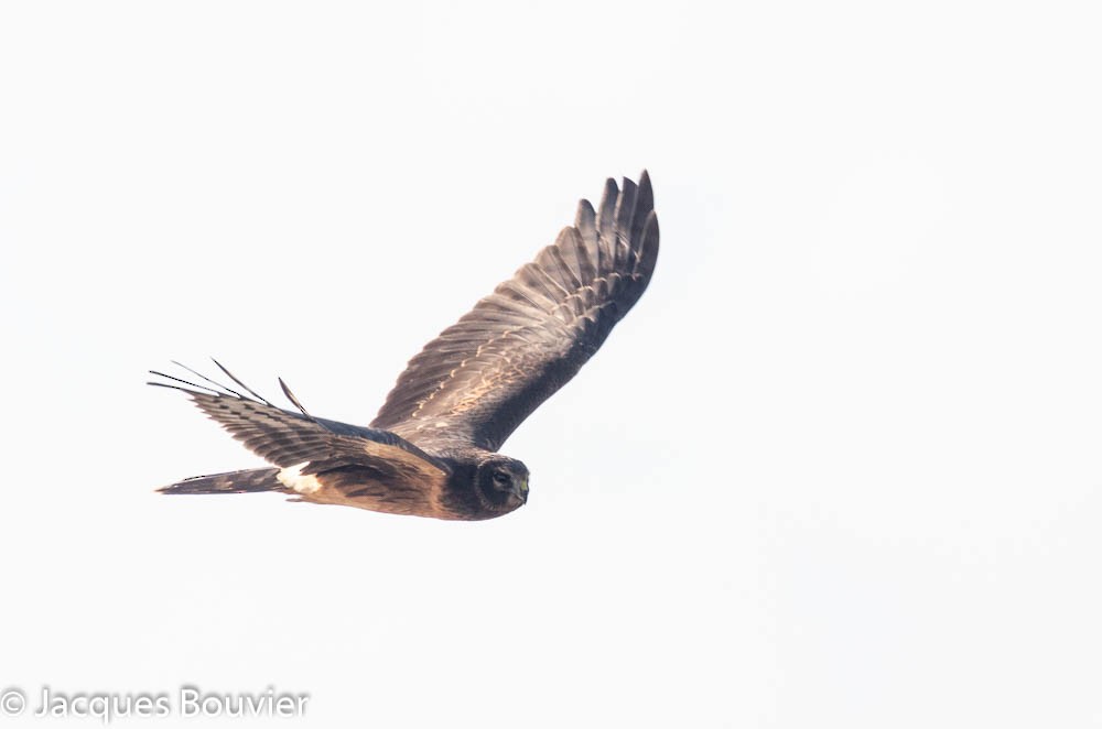 Northern Harrier - Jacques Bouvier