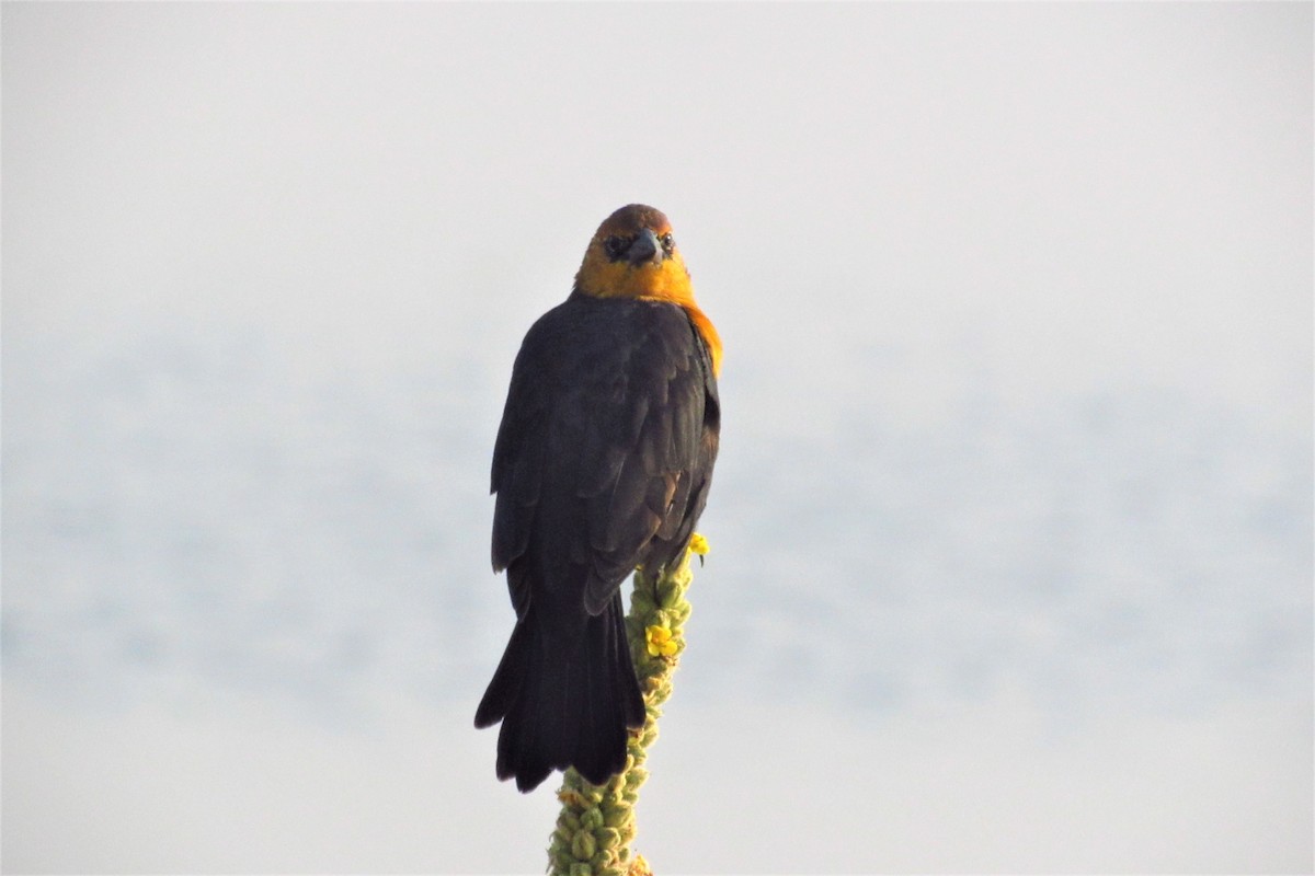Yellow-headed Blackbird - TWS CWB