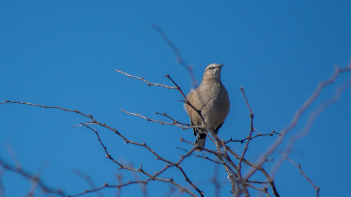 Patagonian Mockingbird - ML111646011
