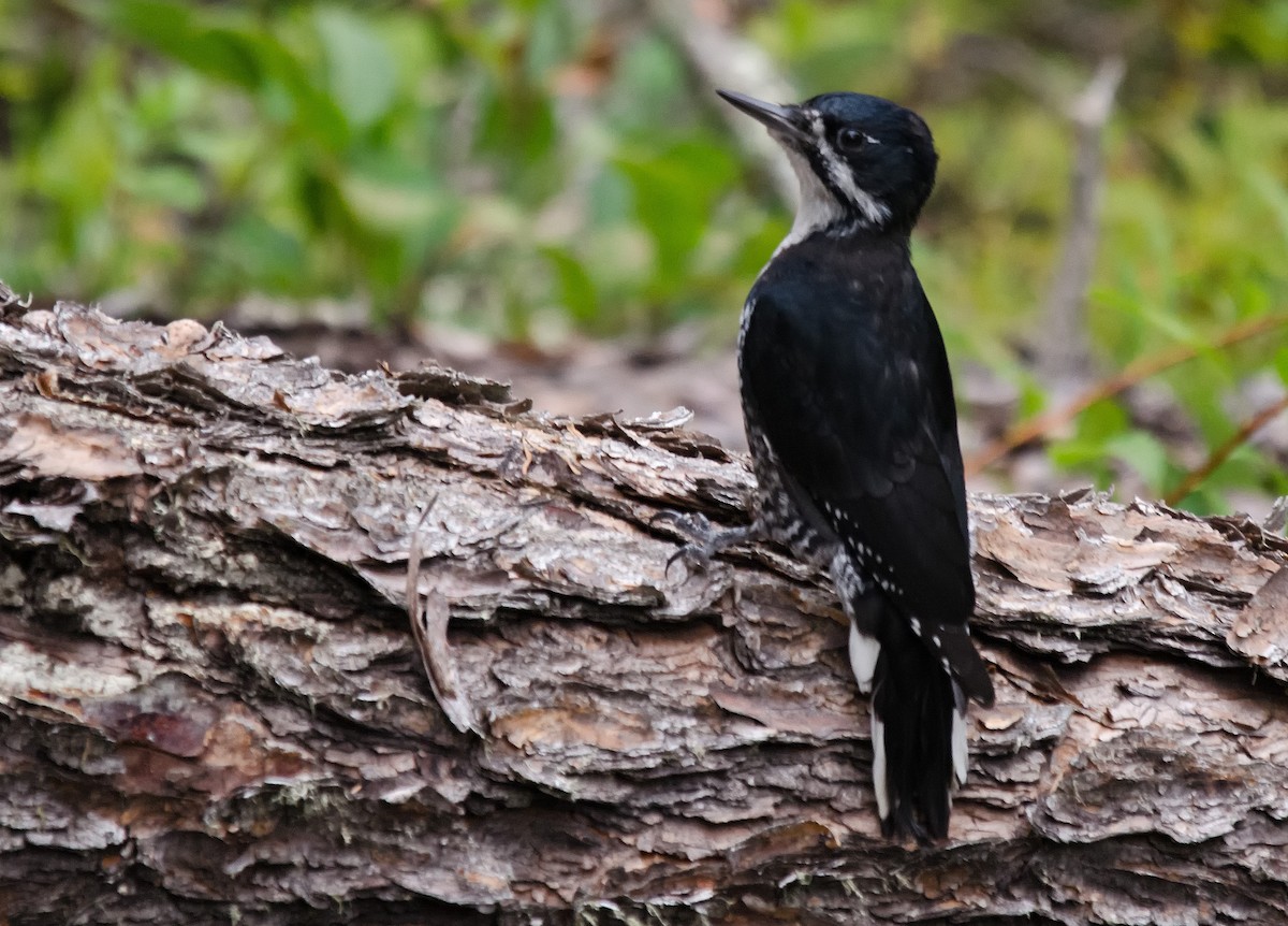 Black-backed Woodpecker - Ken Simonite