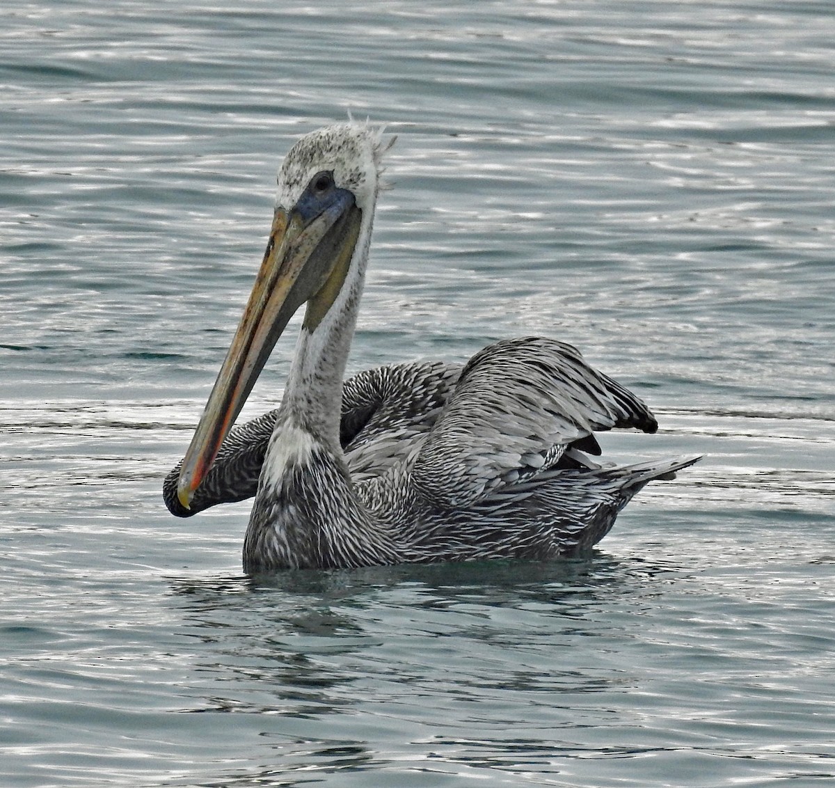 pelikán hnědý - ML111647771