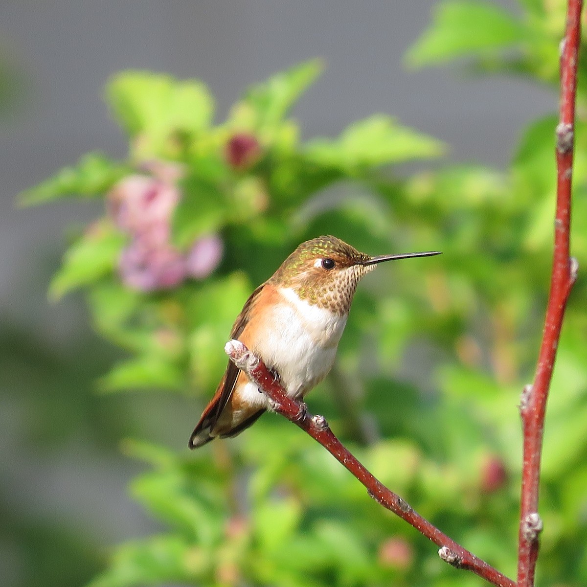 Rufous Hummingbird - Carolyn Schwab