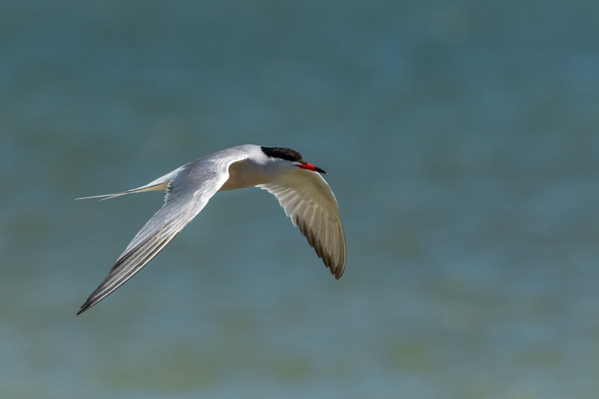 Common Tern - Kyle Blaney