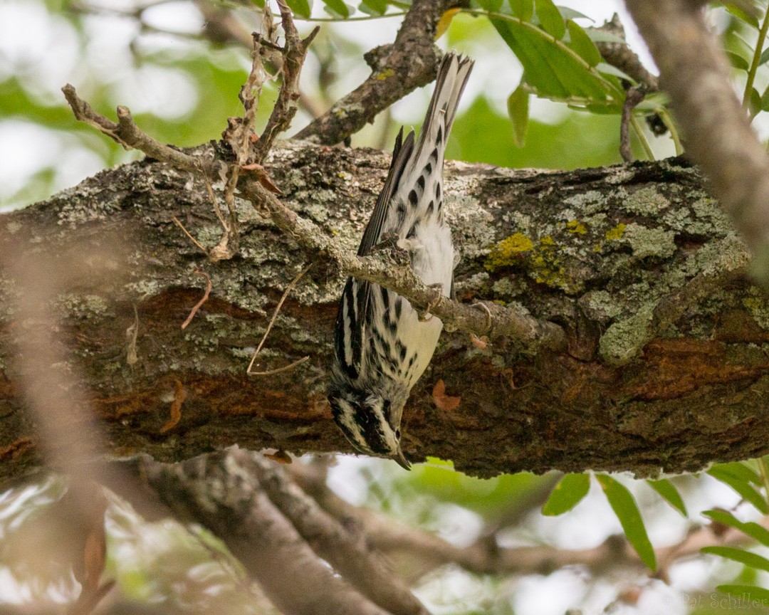 Black-and-white Warbler - ML111654111