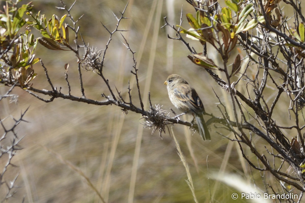 Band-tailed Seedeater - Pablo Brandolin