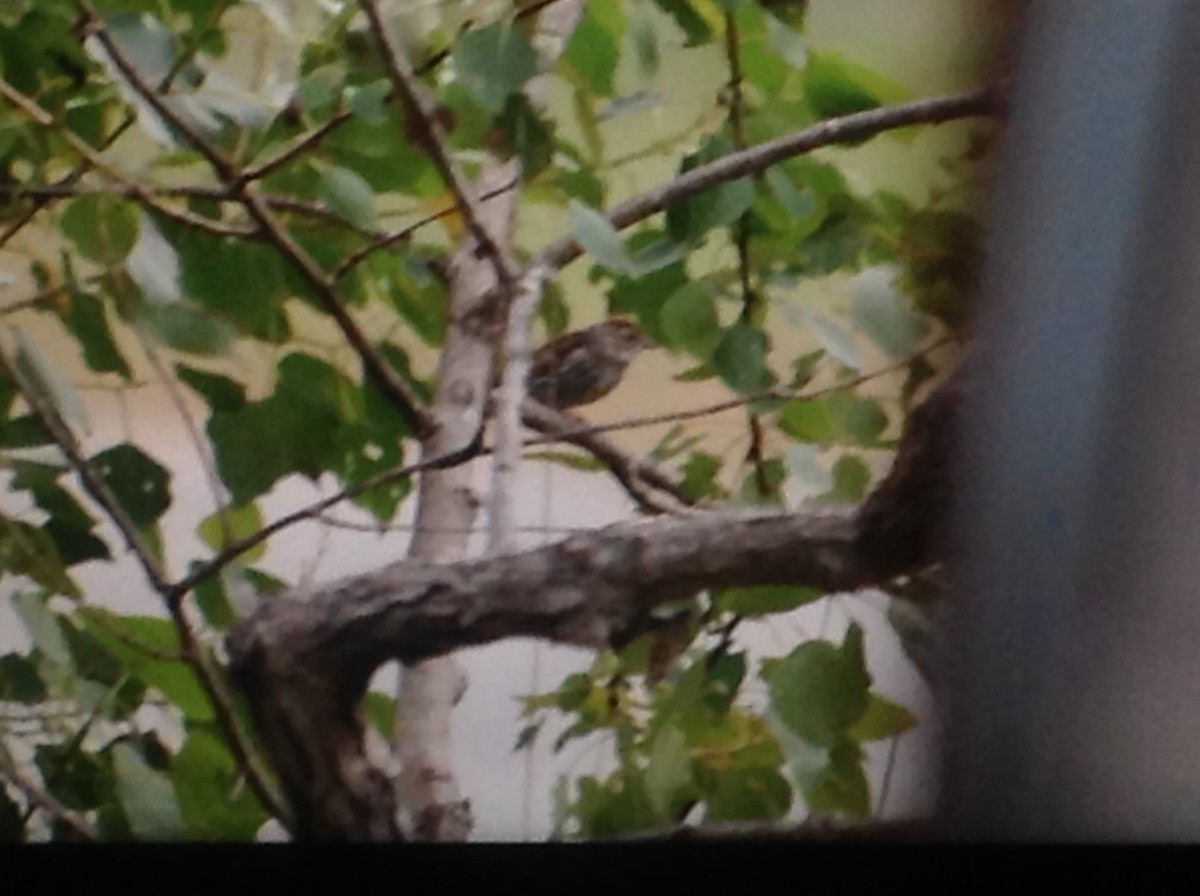Chipping Sparrow - ML111657121