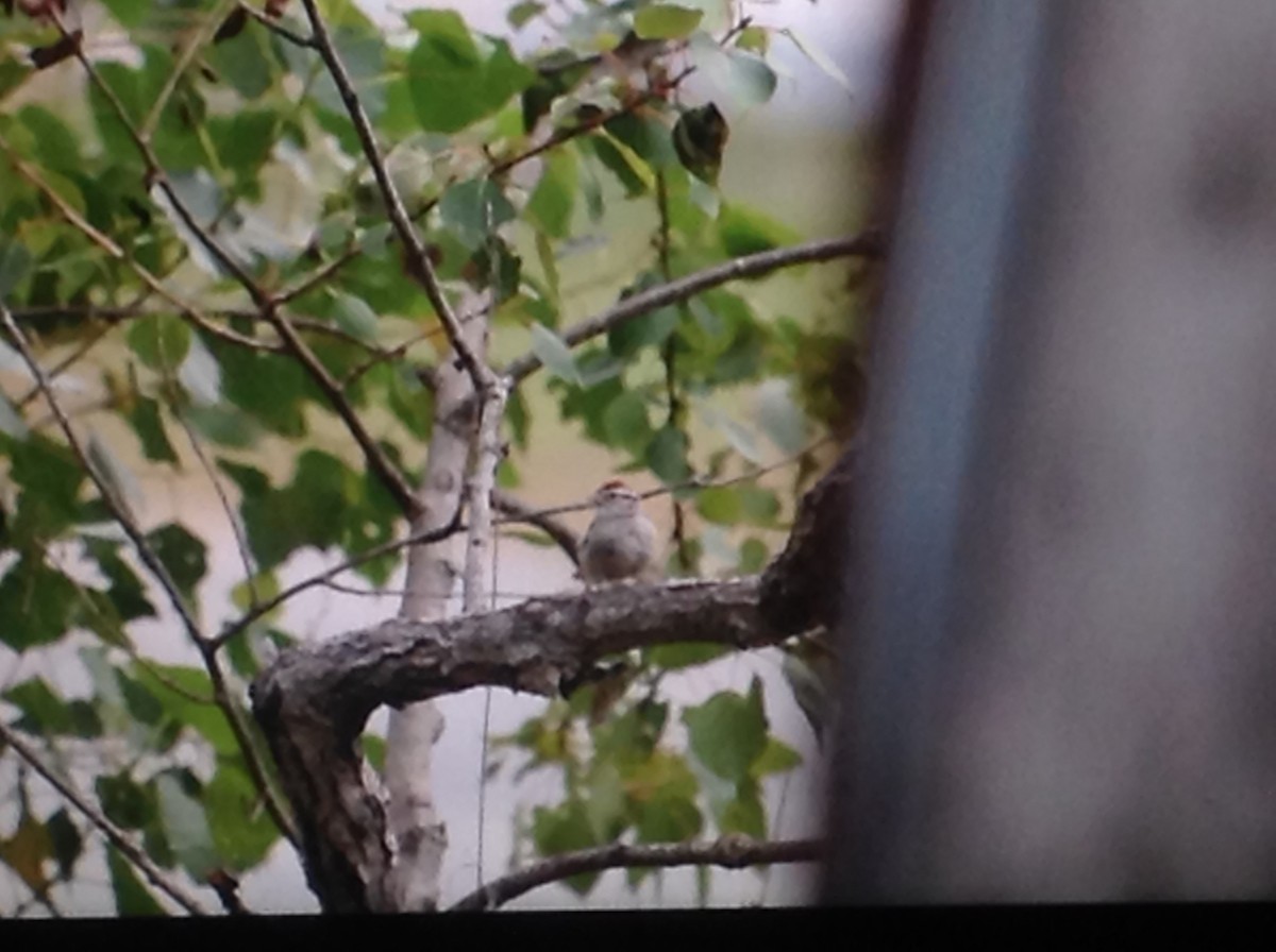 Chipping Sparrow - ML111657181