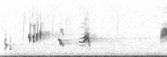 Cuitlacoche Ocelado - ML11166