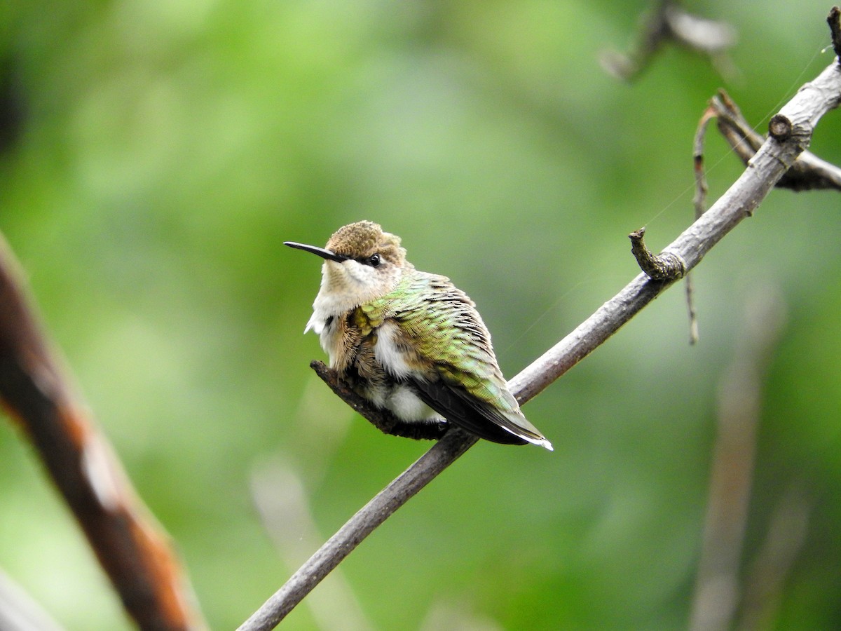 Ruby-throated Hummingbird - ML111660371