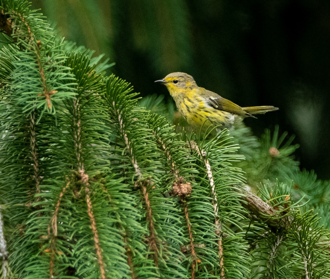 Cape May Warbler - ML111664041