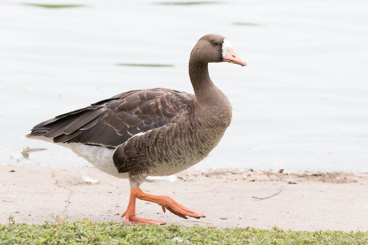 Greater White-fronted Goose - ML111665641