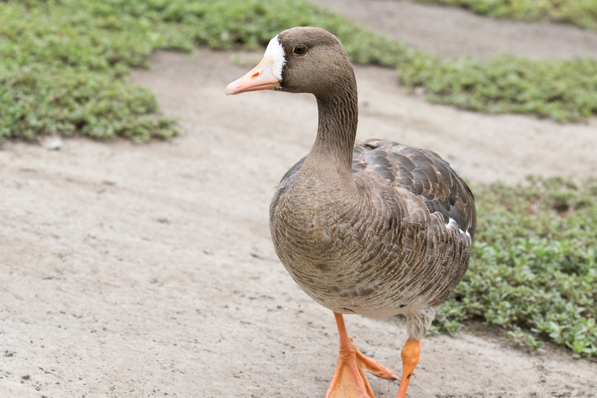 Greater White-fronted Goose - ML111665661