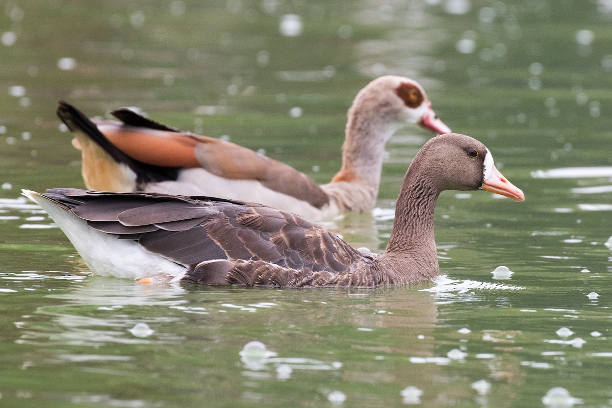 Greater White-fronted Goose - ML111665671