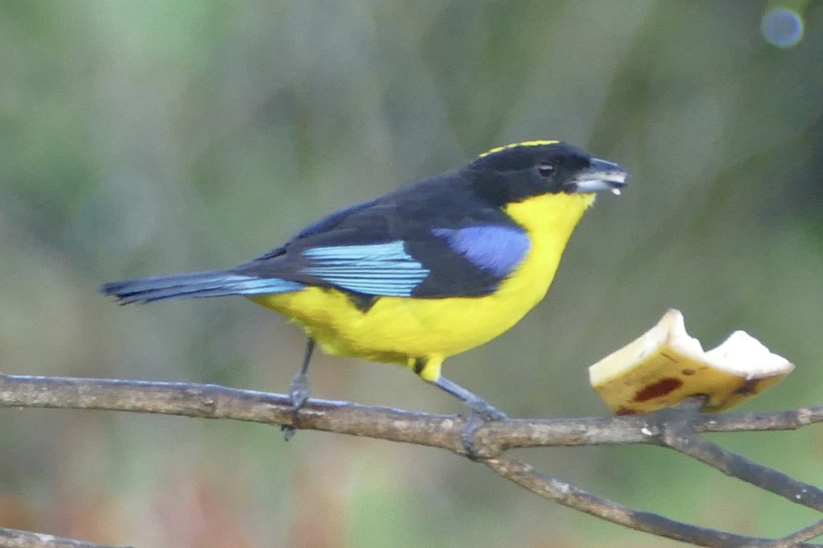 Blue-winged Mountain Tanager - ML111665841